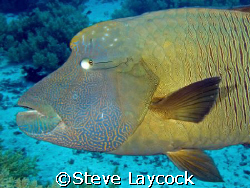 Napoleon Wrasse,  bit too close for a 28mm lens, but the ... by Steve Laycock 